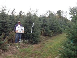 Colorado Blue Spruce 1