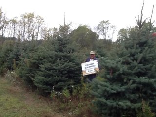 Colorado Blue Spruce 2