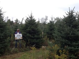 Colorado Blue Spruce 3