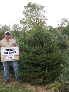 Colorado Blue Spruce 5