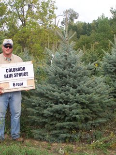 Colorado Blue Spruce 6