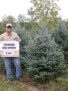 Colorado Blue Spruce 7