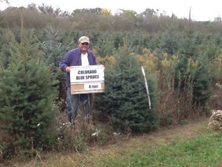 Colorado Blue Spruce 8