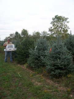 Colorado Blue Spruce 9