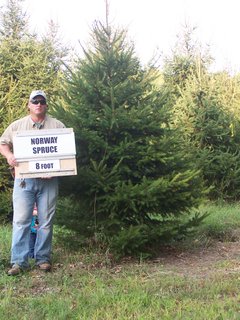 Norway Spruce 2